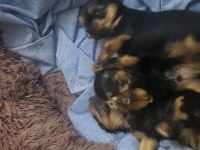 3 adet yorkshire yavrusu sahibinden