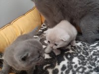 1.6.23 doğumlu british shorthair yavrularımız