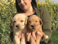 Safkan golden retriever yavrularım