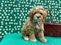 Mini Tüy Dökmez Maltipoo Yavrular