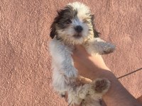 A kalite shih tzu yavrular