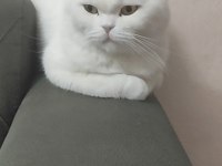 Sakin scottish fold prens