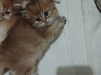 Golden british longhair bebek
