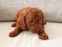 Red toy poodle yavrularımızı Rezerveye açtık.