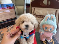 En güzel Maltipoo