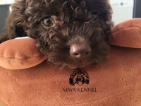 Şecereli Lagotto romagnolo