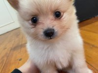 Pomeranian Yavrular