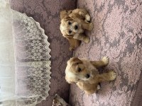 Terrier yavrular