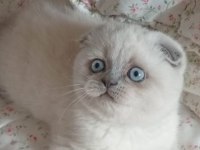 Üst Kalite Blue Point Scottish Fold