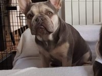 Kardeş French bulldog sahiplendirme