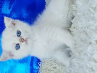 Orijinal british shorthair erkek ny1233