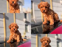 Birbirinden güzel Toy Poodle yavrular