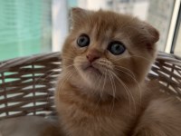 Scottish Fold 2 Aylık Erkek Yavru