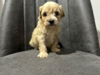 Maltipoo Kapıda Ödeme ve Kredi Kartı İmkânı Mevcuttur