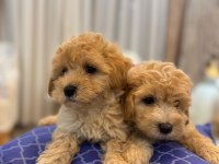 Tüy yumağı maltipoo