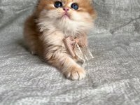 BRİTİSH LONGHAİR GOLDEN