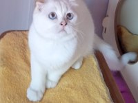 Scottish fold erkekler