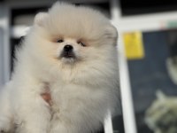 Yasal ruhsatlı çifrlikde ziyarete açık teddy pomeranian