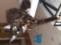 Maine coon Tortie