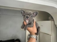 Sağlık Ve Irk Garantili French Bulldog Yavrularımız
