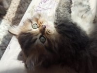 SAFKAN CHİNCHİLLA KEDİLER