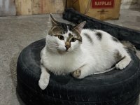 Mırmır Kedimiz Yuva Arıyor Kayseri Ve Çevre İller