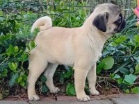 Harika pug bebekler