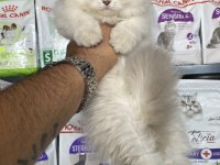 Scottish Fold Irkının En Güzeli