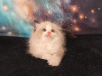 Peri masalı ragdoll yavrularım