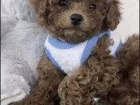 Toy Poodle Yavru