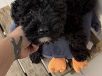 Siyah kuki bebek köpeğim