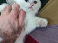 British shorthair minnak erkekler