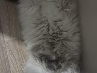 BRİTİSH LONGHAİR BADEM KIZIMIZA YENİ YUVA ARIYORUZ