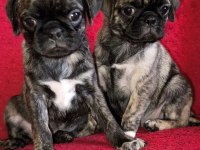 Egzotik Renk Pug Mops
