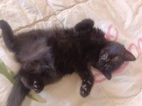 British shorthair çiko babalık hakkımız