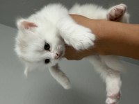 British shorthair yavru kedileri
