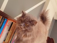 Mama karşılığı sahiplendirme kedimiz