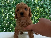 Kilo ve Boy Garantili Toy Poodle Yavrularım