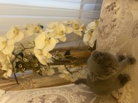 Scottish fold kedimiz dumanımız yeni yuva arıyor
