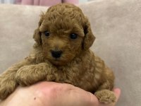 Poodle Köpekler satılıktır