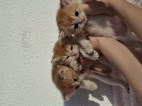 Safkan british longhair ve shorthair yavrular