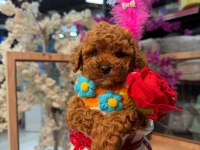 Toy poodle garantili bebekler