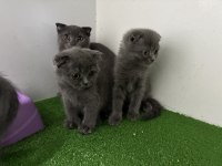 SCOTTİSH FOLD BEBEKLER