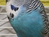 Bilezikleri Muhabbet Kuşu Jumbo İri Erkek Dişi Takım