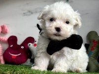 MALTESE TERRİER KÖPEKLER