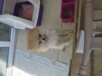 Pomeranian 2 aylık