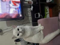 5 aylık british shorthair