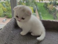 Yavru cins kedi uygun puanlı