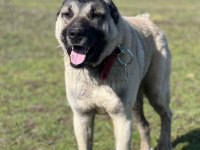 Kurtçu kangal köpeği