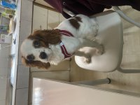 11 Aylık Cavalier King Charles